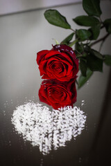 red roses on a black background