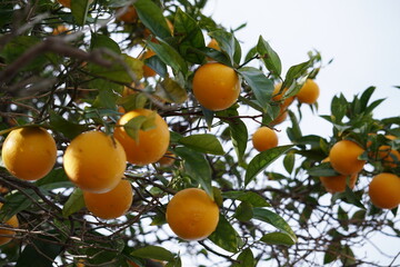 orange tree with fruits