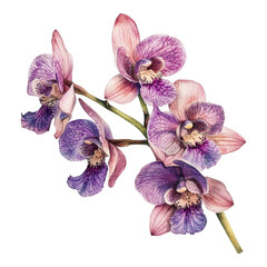 Obraz premium Pink and purple orchids blooming, close-up studio shot, floral beauty, botanical illustration