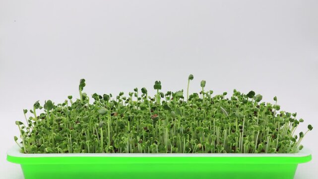 Super time lapse of Mizuna, Pak Choi, Tender Green, Daikon and Michihili Cabbage seeds germinating or sprouting in soilless conditions after soaking seeds under controlled lighting conditions