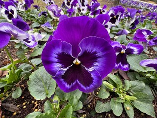 Purple yellow pansy flower, viola tricolor var. hortensis, large hybrid violet. Cortinarius...