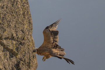 Buitres leonados en la Sierrra de Guadarrama