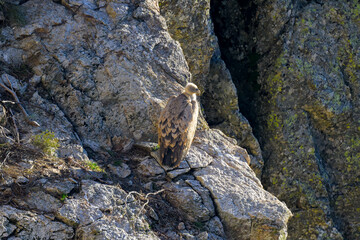 Buitres leonados en la Sierrra de Guadarrama