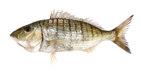Sand steenbras or striped seabream (Lithognathus mormyrus), isolated on white, clipping path