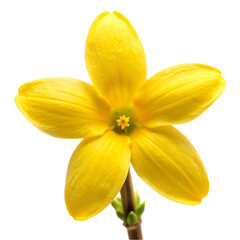 Bright Yellow Winter Jasmine Flower Bloom Closeup plant macro image flora vivid 