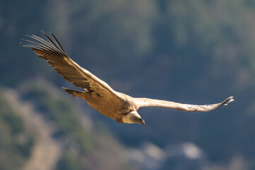 Buitres leonados en la Sierrra de Guadarrama