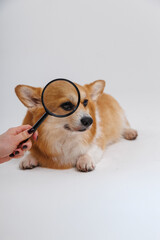 Corgi dog with a magnifying glass, examining its face with a curious and playful expression