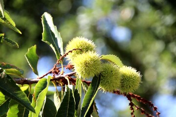 planta fruta castanha portuguesa - Castanea sativa