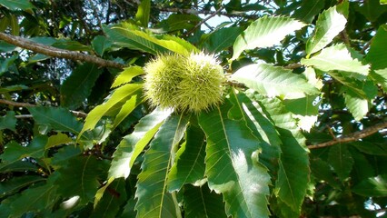 planta fruta castanha portuguesa - Castanea sativa
