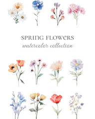 spring flowers watercolor collection