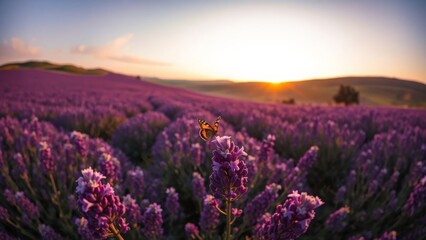 Fototapeta premium Golden Hour Over Lavender Landscape