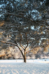 trees in winter