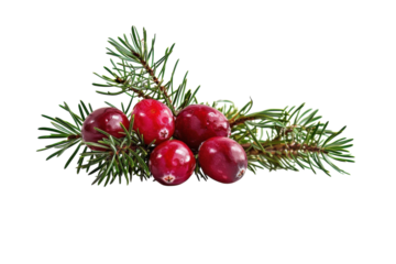 A vibrant cluster of fresh cranberries nestled among fragrant evergreen sprigs, celebrating nature's bounty in a winter wonderland isolated on transparent background