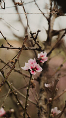 Delicate Pink Flowers on Branch