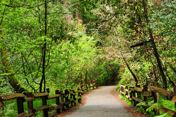 Forest path with lush greenery and tall trees in Muir Woods