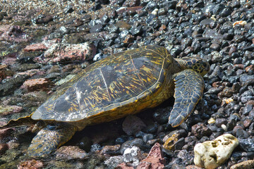 Green sea turtle resting on the shore.