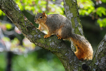 Curious squirrel on branch in lush greenery, serene natural setting