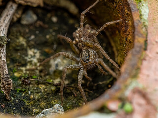 close up of a Pardosa pseudoannulata or Wolf spider