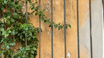 Climbing Green Vines On A Weathered Yellow Wall With Vertical Metal Bars, Depicting Urban Nature, Perfect For Eco-Themed Projects, Sustainability Awareness, Or Urban Gardening Concepts.