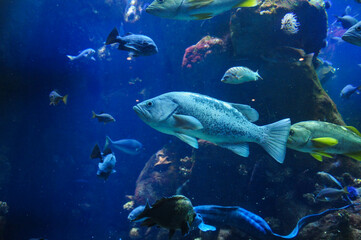 Marine life in vibrant aquarium with diverse fish and coral underwater.