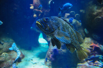 Underwater view of marine life with large fish swimming in aquarium setting