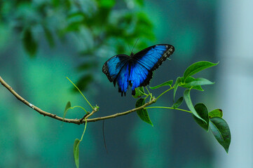 Blue butterfly on branch in lush green foliage, capturing a serene moment