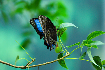 Butterfly on leafy branch with blurred turquoise background