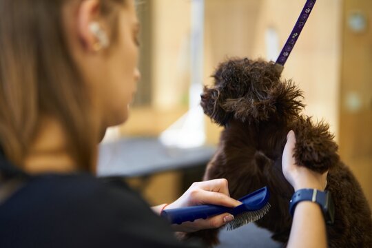 Dog grooming session at a pet salon with attentive caretaker