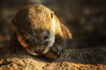 Otter (Lutra Lutra) and her cuteness and her funny face