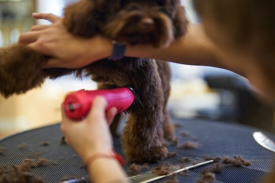 Brown dog grooming session taking place in a pet care facility