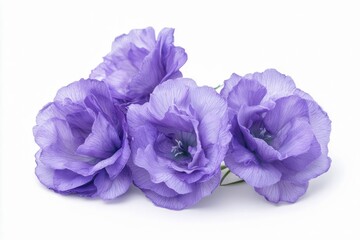 Fototapeta premium Eustoma flowers over white background.