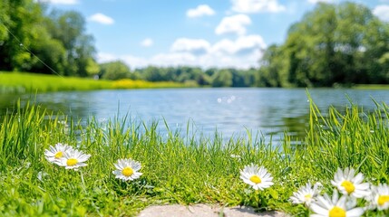 Daisies by Calm Lake in Sunny Park.  Perfect for relaxation and nature themes
