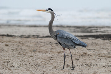 Great Blue Heron walking on the beach. Great Blue Herons (Ardea herodias) are tall gray wading birds of wetland habitats and coasts with a diet of fish and small animals. Breeding plumage, head plumes