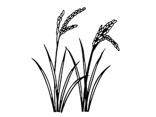 wheat ears of rice isolated on white transparent background.