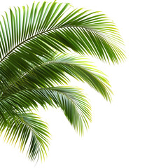 Naklejka premium Lush Green Palm Fronds Tropical Summer Leaves plant image photo black isolated on transparent or white background, png