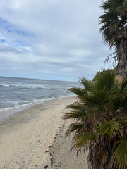 palm tree on the beach