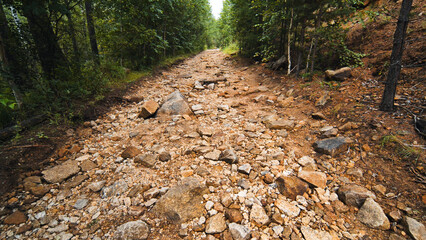Rocky forest road weaving through dense woodland, displaying challenging terrain for off road driving and wilderness exploration