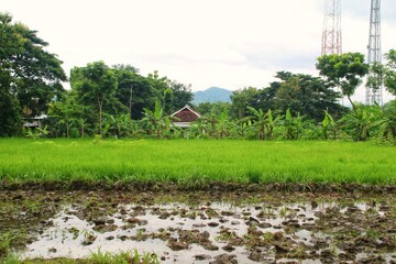 Lush Green Rice Fields by a Rural Farm in Tropical Countryside