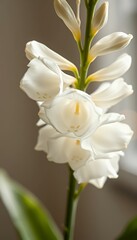 Close-Up of Delicate White Flowers with Soft Lighting