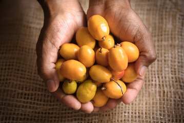 Siriguela or Ceriguela fruit. Hands holding seriguela fruits on a rustic surface.