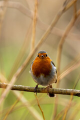 Robin Redbreast (Erithacus rubecula), common in gardens and parks, spotted in Father Collins Park, Dublin.