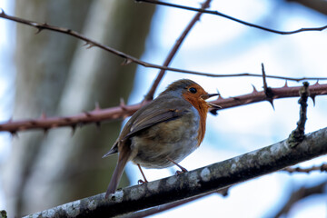 Robin Redbreast (Erithacus rubecula), common in gardens and parks, spotted in Father Collins Park, Dublin.
