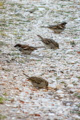 Sparrows feasting