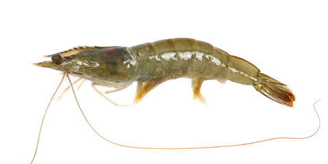 Raw fresh prawn or shrimp isolated on white, top view 
