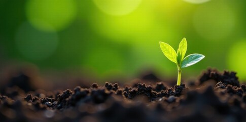 Close-up of a seedling emerging from the soil , seedling, organic, exposure