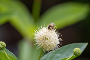bee on a buttonbush shrub
