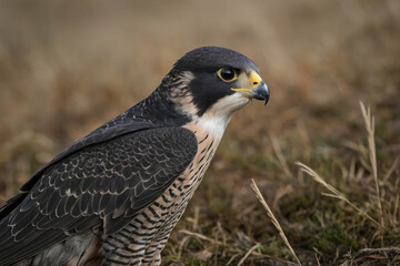 Fototapeta premium The peregrine falcon living in its natural habitat