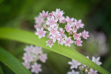 close up of pink wild garlic 