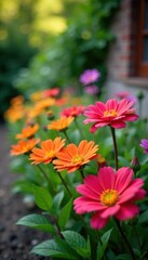 Colorful flowers in a garden, blooming flowers, colorful flowers, spring season