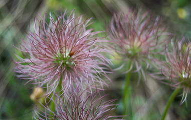 thistle flower in the garden